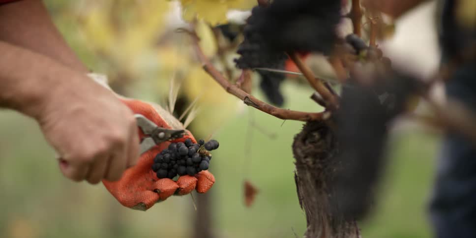 A person cutting grapes off of a vine