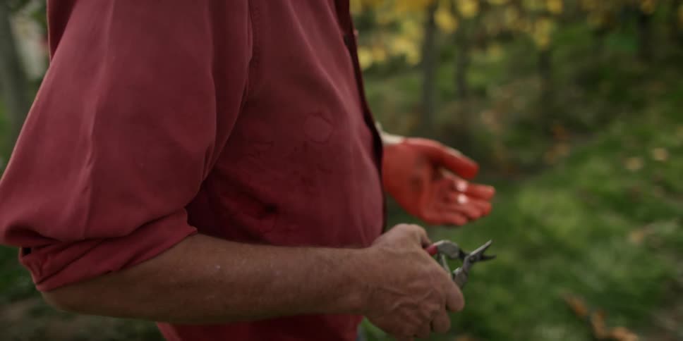 A man with one glove on standing near grape vines