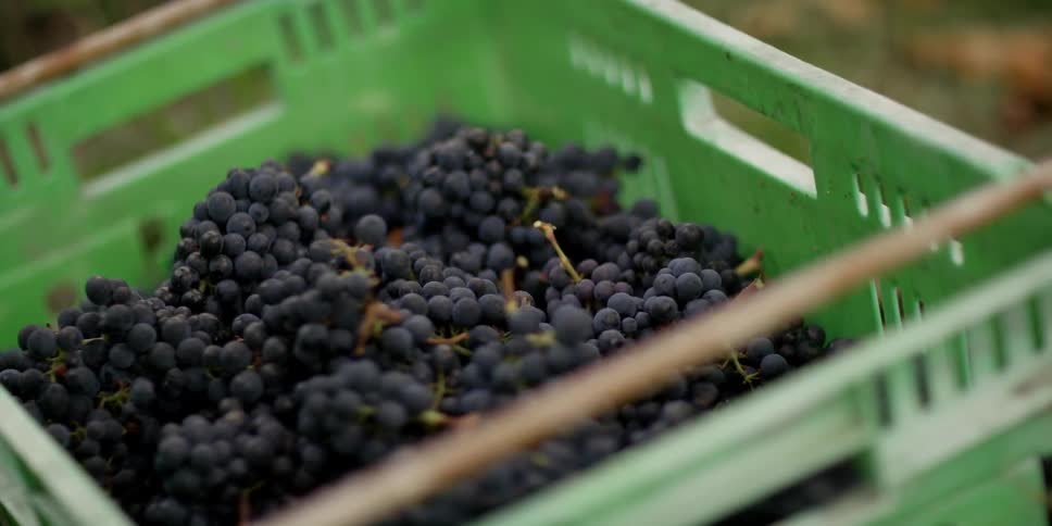 Grapes are tossed into a basket