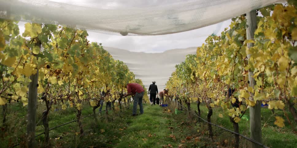 Workers pick grapes in a vineyard
