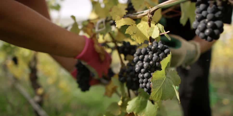 Someone is picking grapes