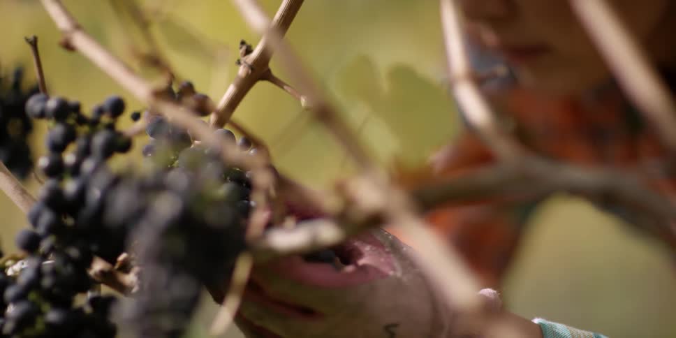A farmer picks grapes from the vine on a sunny day