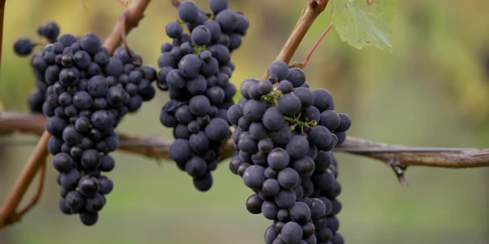Bunches of grapes hang from vines on a sunny day