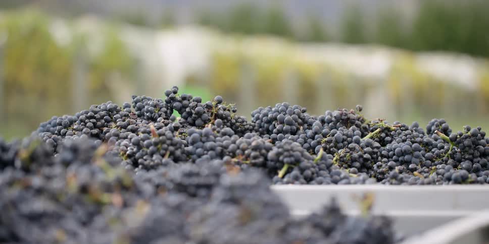Grapes are piled in a basket on a vineyard