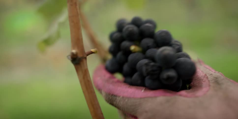 A person cuts a bunch of grapes off the vine