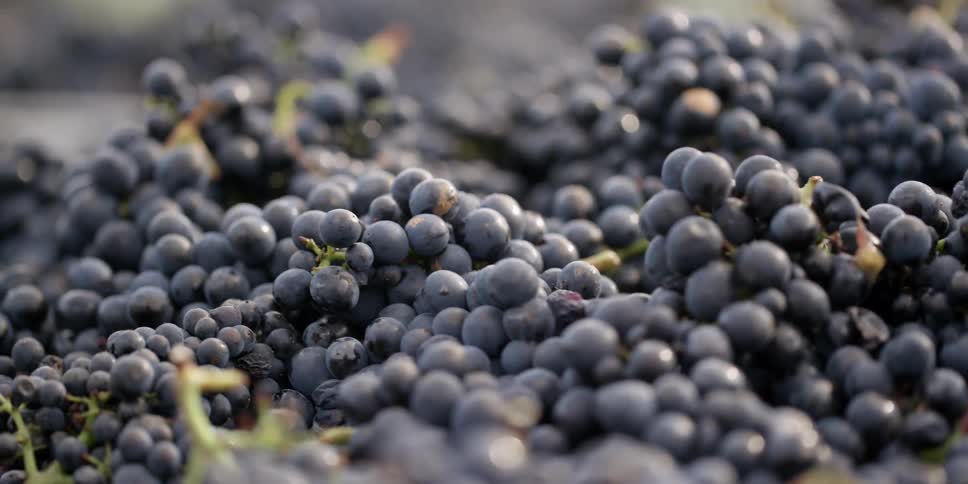 Bunches of grapes sit in a large pile