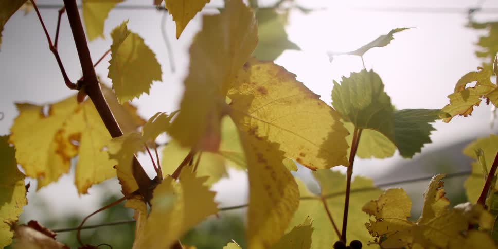 Leaves are shown in the sunlight