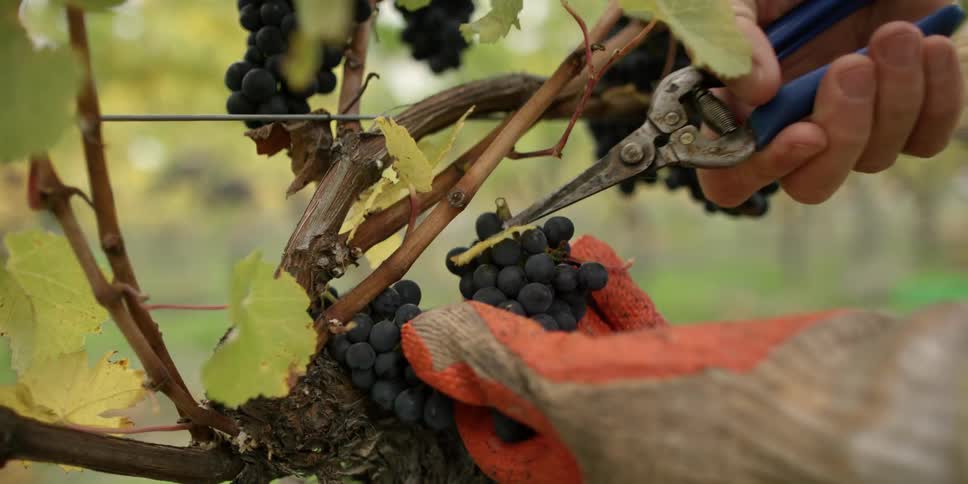 A person cutting grapes off of a vine