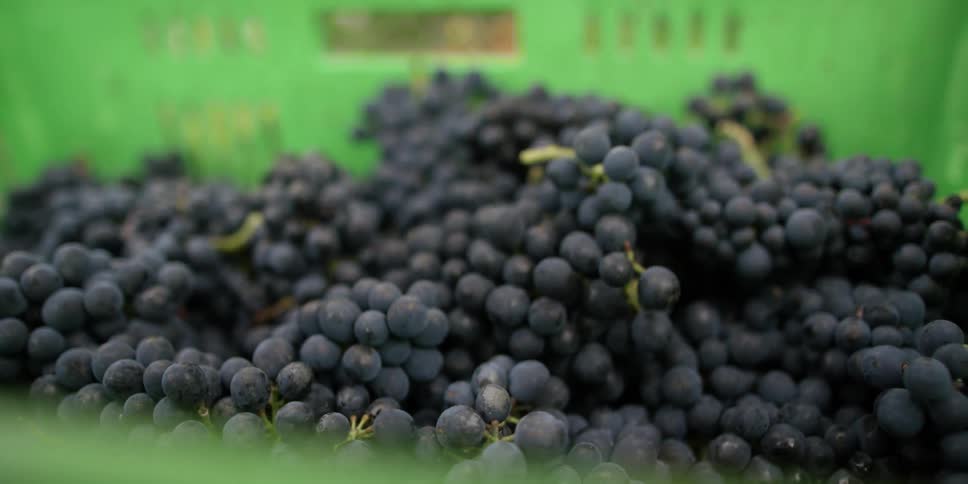 Grapes being thrown into a large green bowl