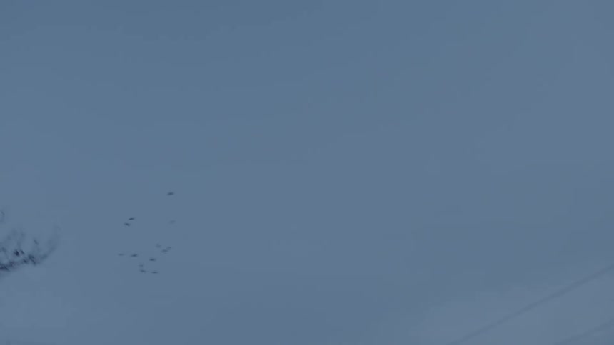 Several birds fly through the air over a city