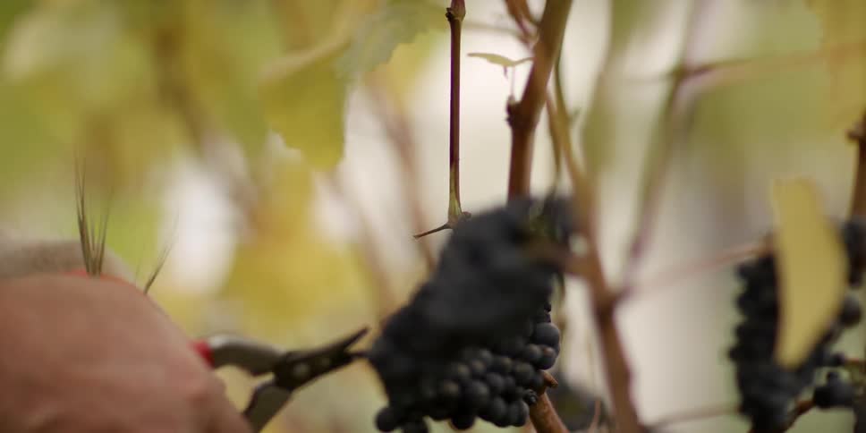 A person harvests grapes from the vine