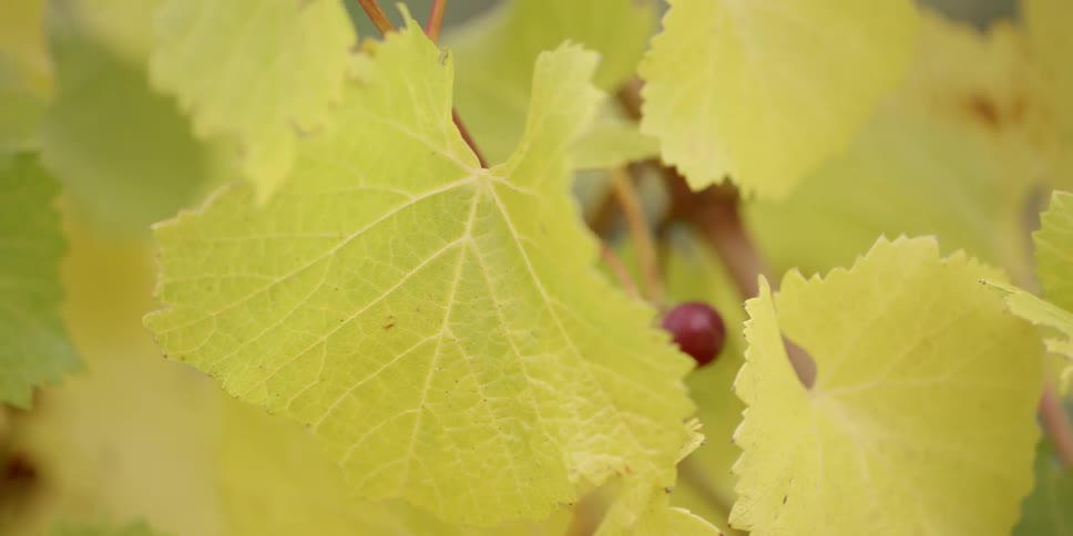 A grape leaf gently sways in the breeze