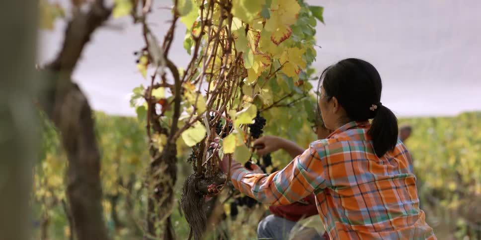 A person cutting grapes off of a vine