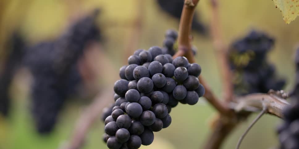 Ripe purple grapes on the vine