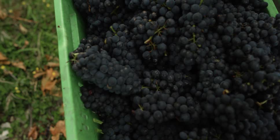 A basket full of grapes is lifted from the grass