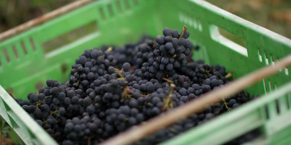 A crate full of grapes