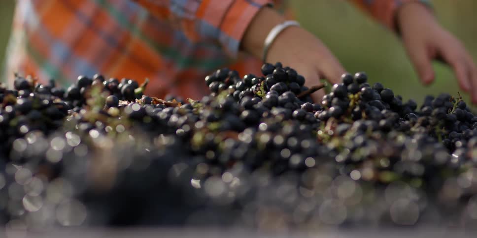 A woman is moving bunches of grapes on a pile