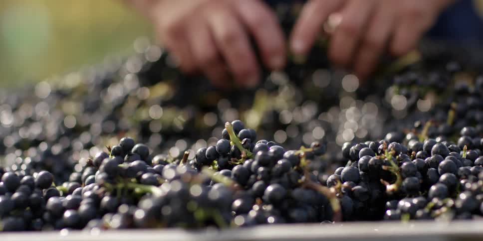 A man's hands sift through purple grapes