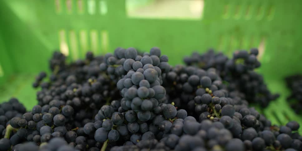 A basket full of grapes