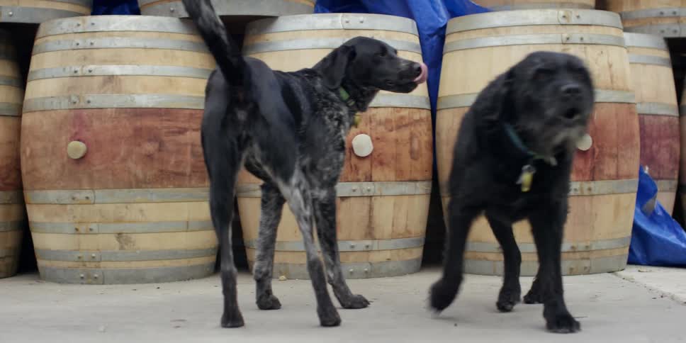 Two black dogs in front of wooden barrels