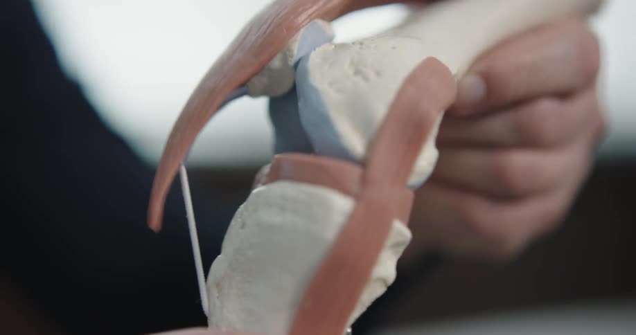 A person is holding a model of bones showing how they move back and forth between joints