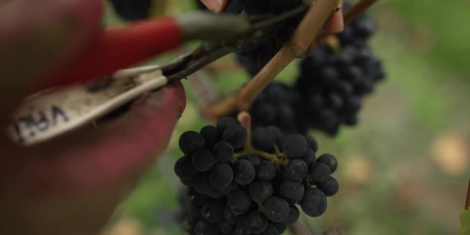 A person cutting grapes from a vine