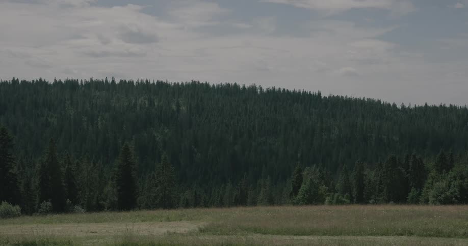 A forest of pine trees alongside a flat stretch of land