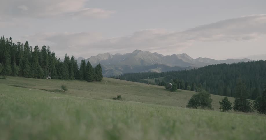 A scenery of a calming grass field