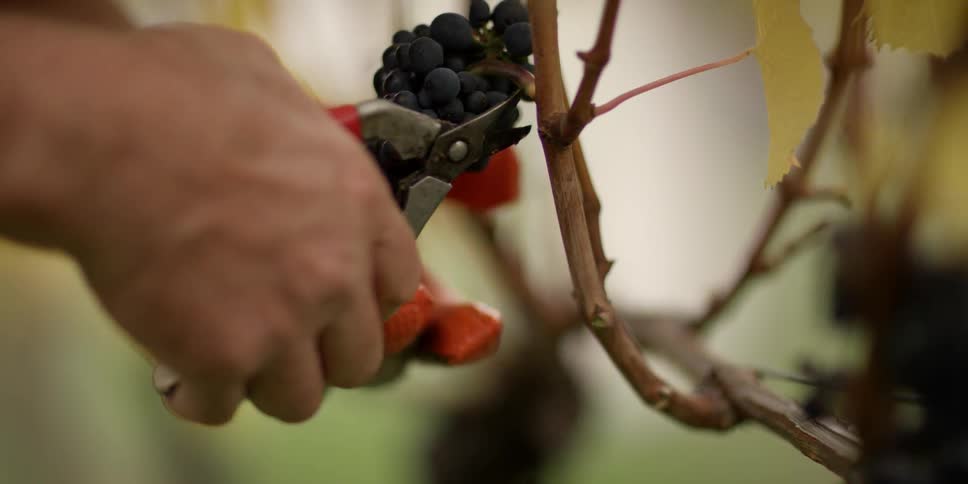 A pair of hands holding small clippers cuts bunches of grapes from the vine