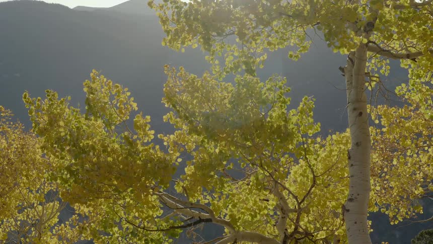 Green tall trees with sun rising over mountains