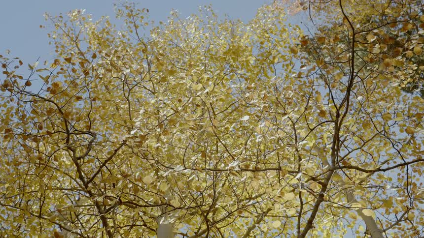 Large tree with lots of yellow leaves during fall season