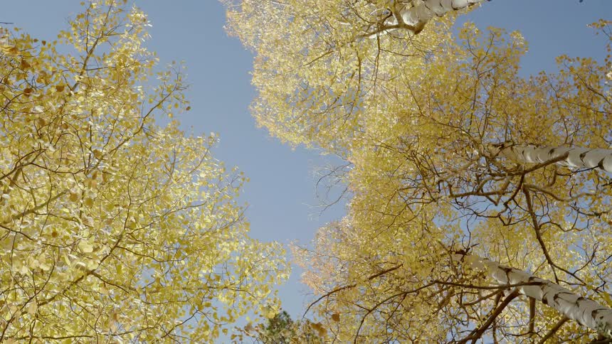 Leaves on overhead tree canopy contrasts with clear blue sky