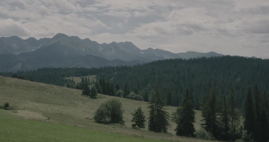 A line of trees growing in a field on a hill with mountains and a forest in the background
