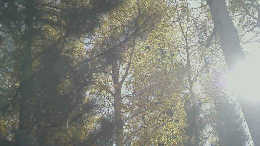 A sun flare towards the camera shining through the tree in the forest