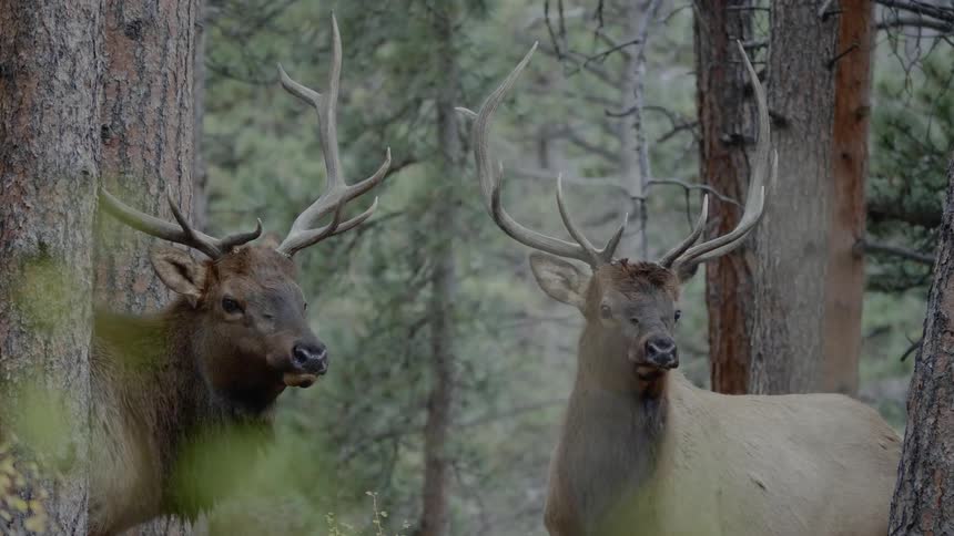 Elk stand together grazing in the wilderness