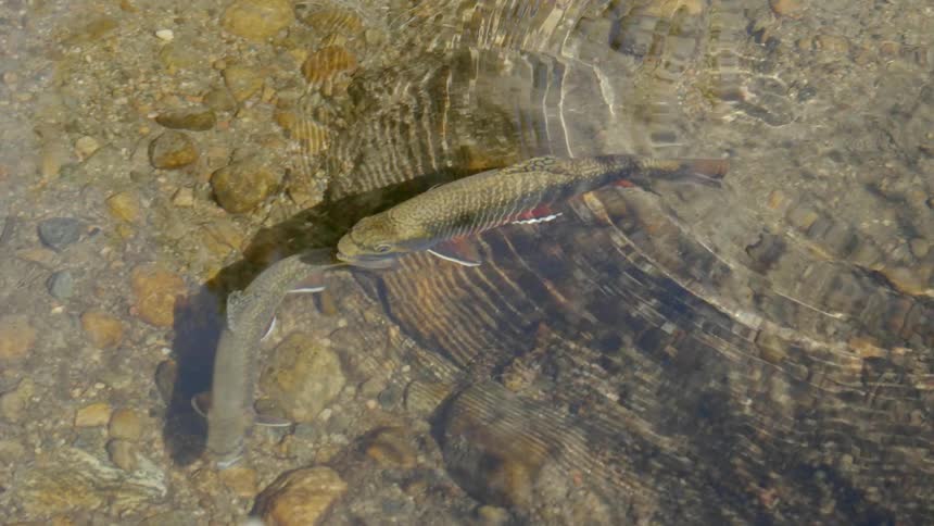 Fish swimming in the water