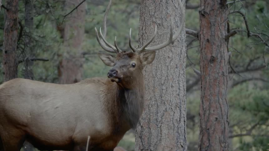 A deer in the woods looks left to right