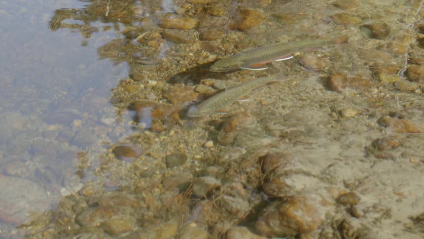 Two fish swimming in a shallow body of water
