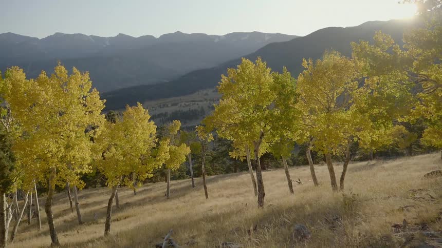 A scenery of a mountain and yellow trees from a hill