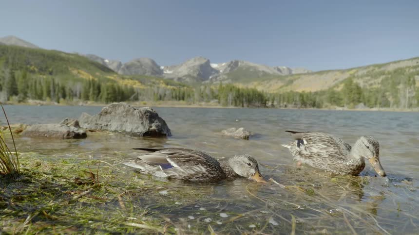 Ducks playing on the edge of a lake near a snow topped mountain range and forest