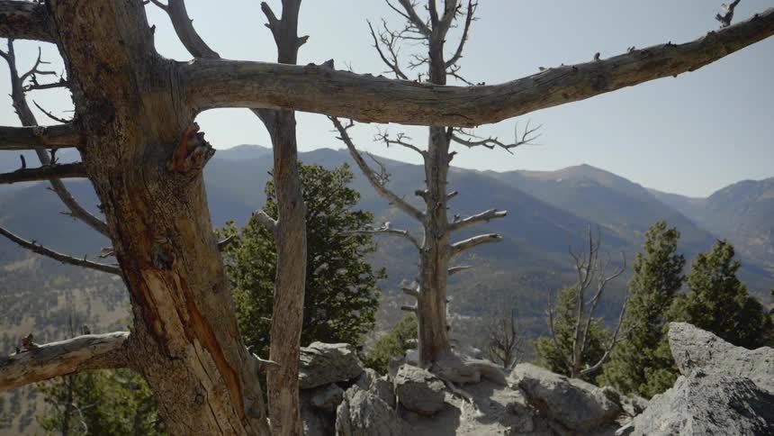 Dead trees stand above among stones with mountain in the background