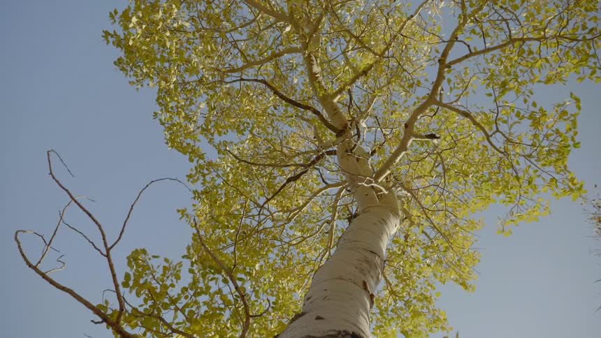 A worm eye view of a tree in the forest