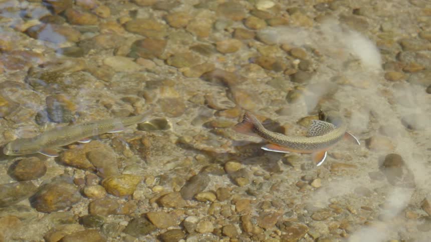Fishes swimming above rocks on shallow waters in a lake