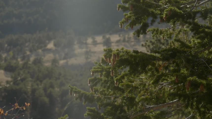 The branches in the wind on the mountain top