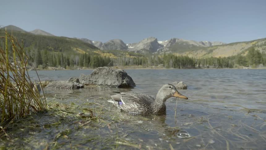 Duck swims in lake with mountains and forest in background
