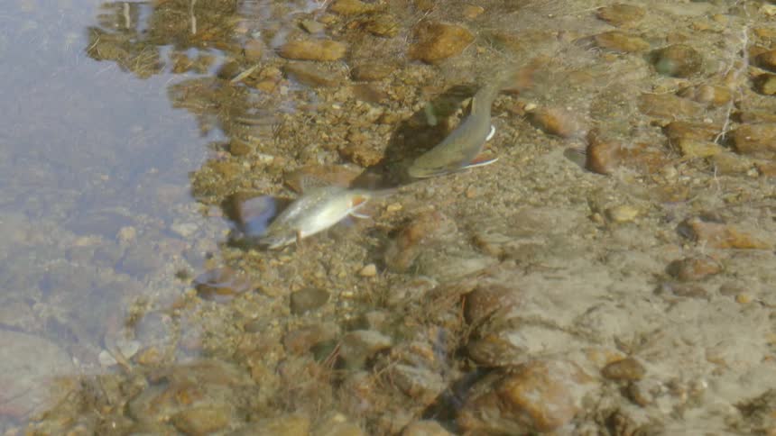 Fish are swimming in the water
