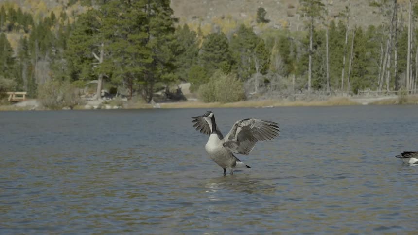 A goose flaps its wings on top of the water