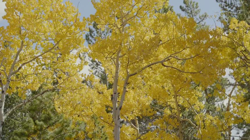 A close up view of a yellow leaves tree