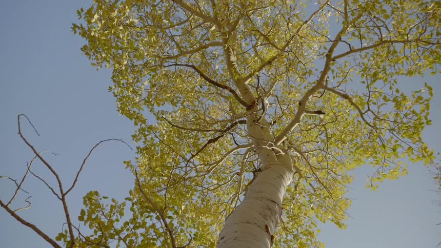 A worm view of a gorgeous tree