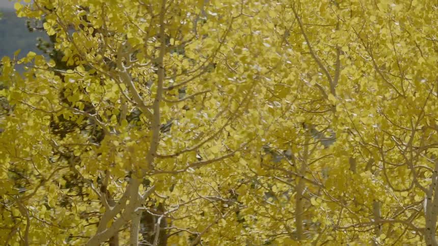 Cluster of yellow leaves on trees during the fall